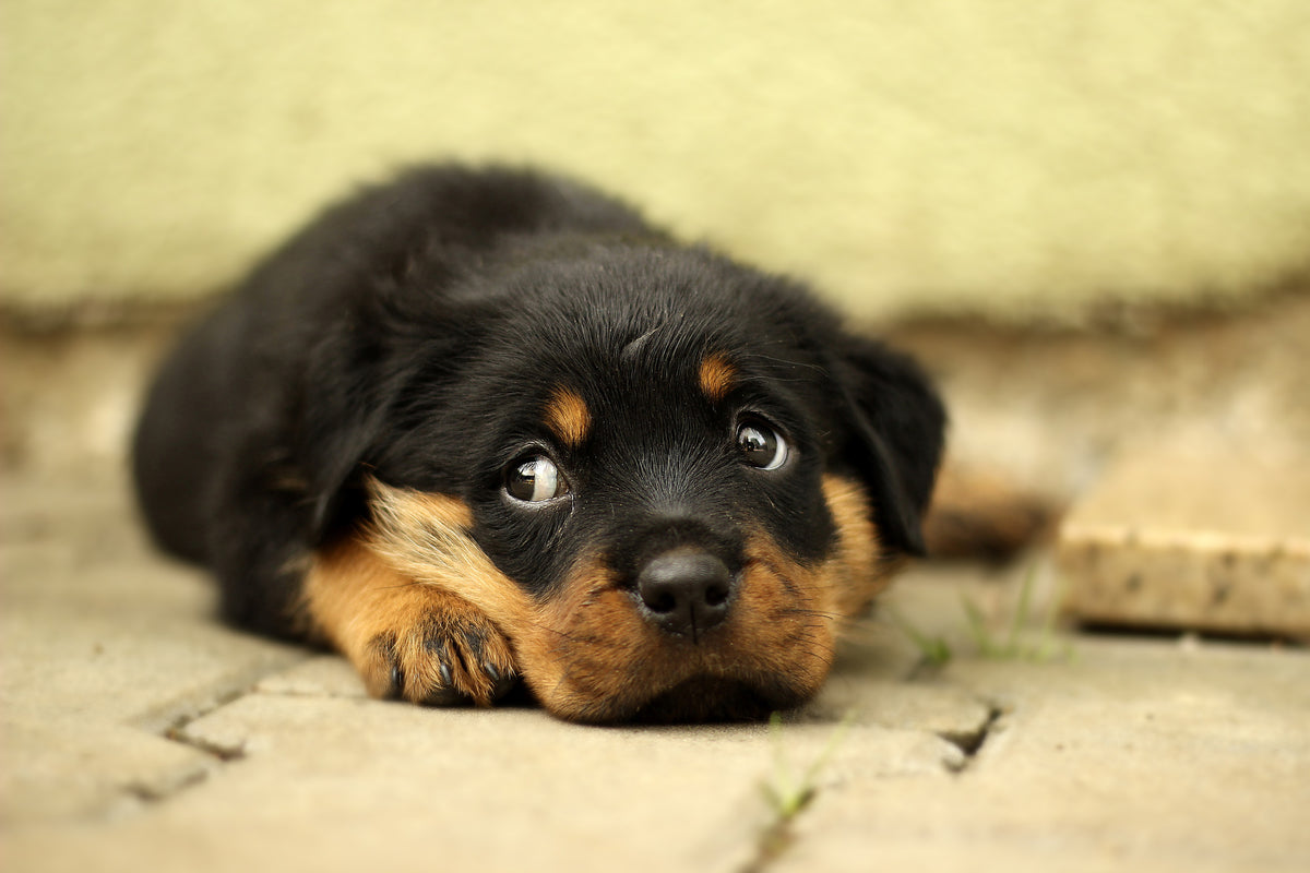 poster-print-sweet-rottweiler-puppy