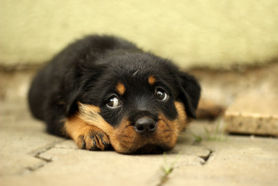 poster-print-sweet-rottweiler-puppy