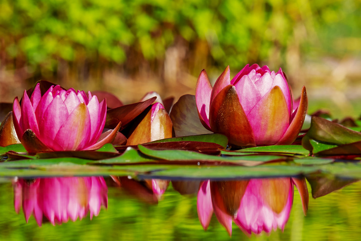 3-piece-acrylic-print-red-water-lily-trio