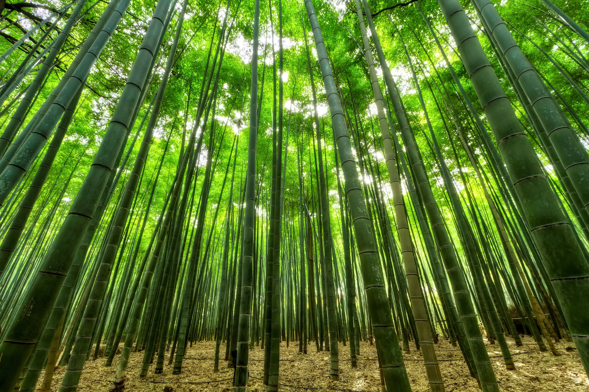 modern-3-piece-acrylic-print-the-bamboo-forest