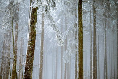 poster-print-forest-in-winter