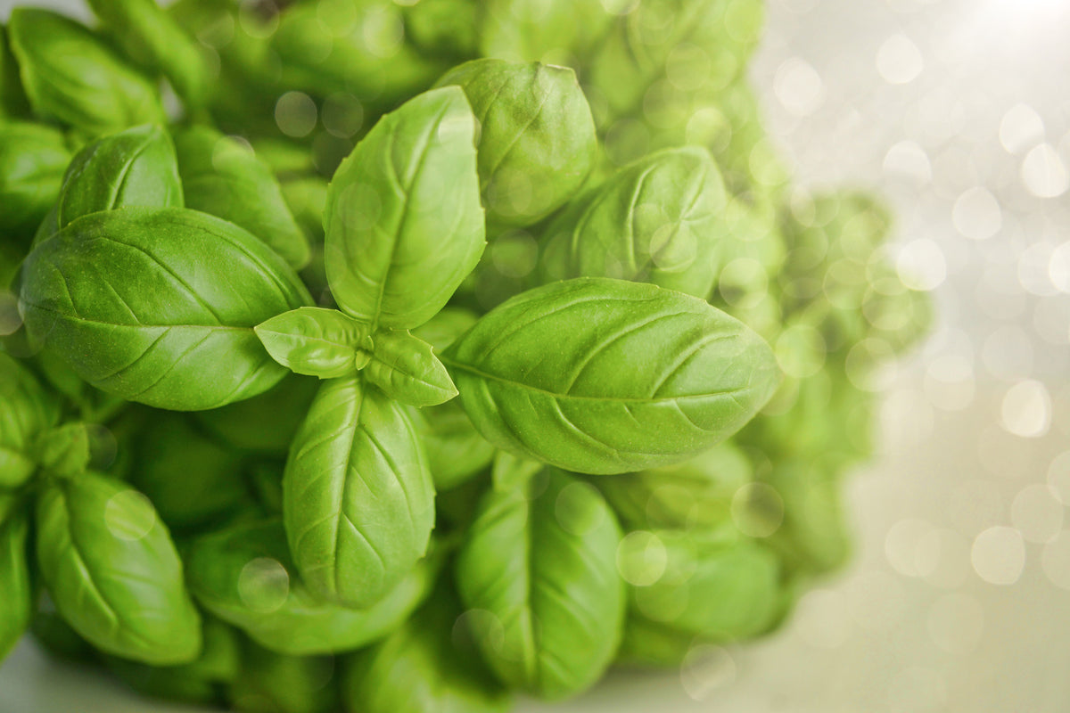 aluminium-print-a-bouquet-of-basil