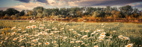 panoramic-poster-print-the-ox-on-the-river-panorama