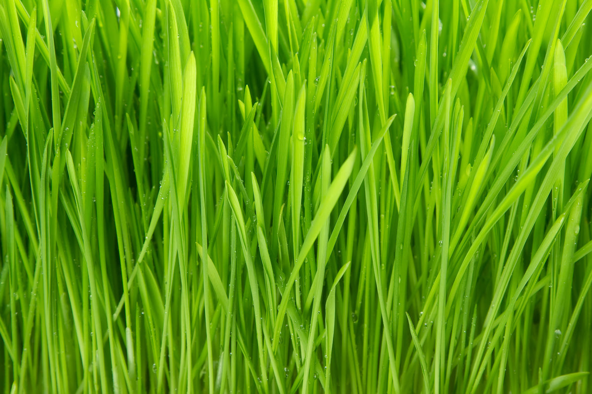 canvas-print-grass-in-morning-dew