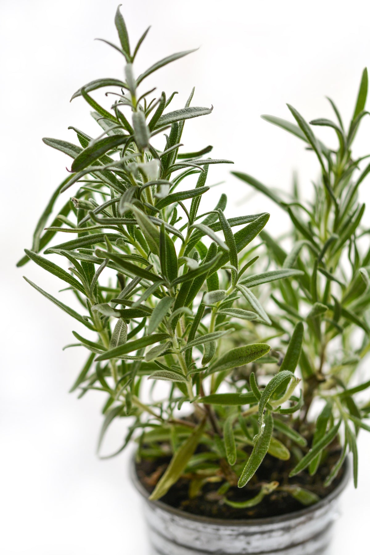 poster-print-rosemary-in-the-pot