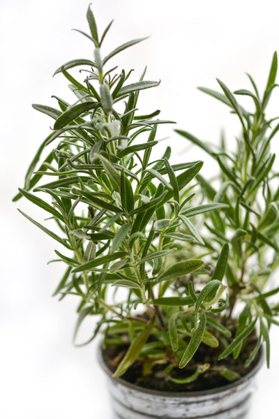 poster-print-rosemary-in-the-pot