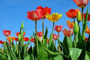 framedposter-print-wild-tulips