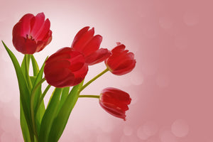 aluminium-print-red-tulips-bouquet