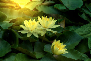 framedcanvas-print-wild-lotus