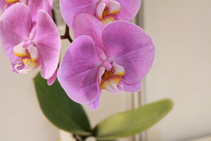 acrylic-print-orchids-with-purple-flowers-in-xl