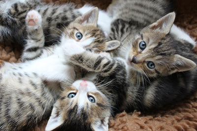 poster-print-many-kittens