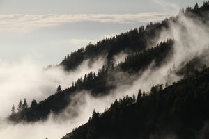 aluminium-print-fog-in-the-woods