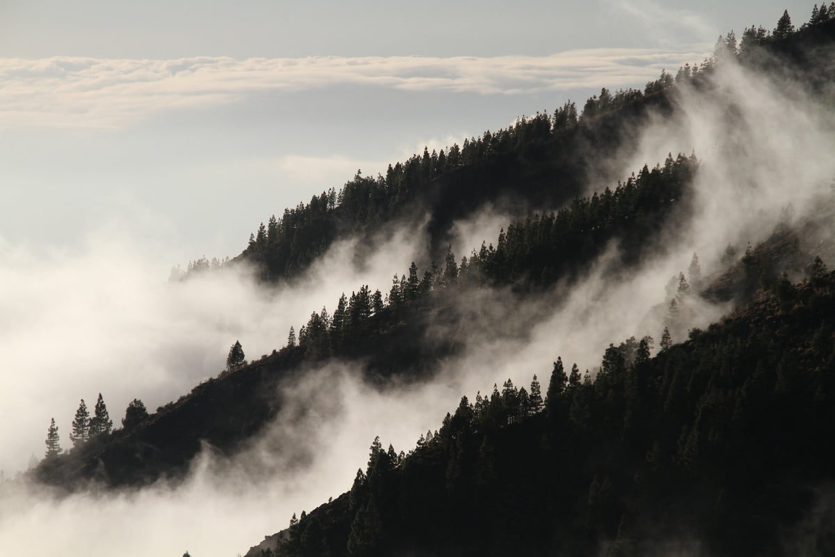aluminium-print-fog-in-the-woods