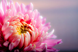 acrylic-print-macro-chrysanthemum