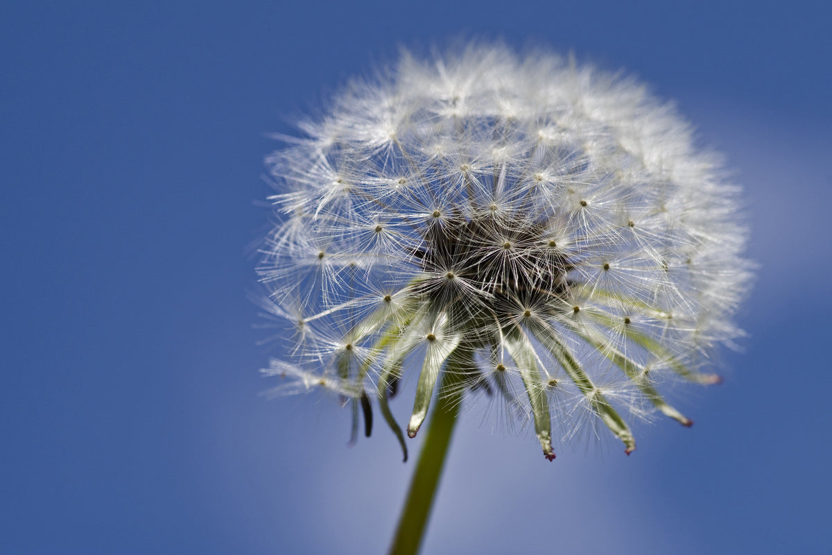 acrylic-print-the-dandelion-in-xxl