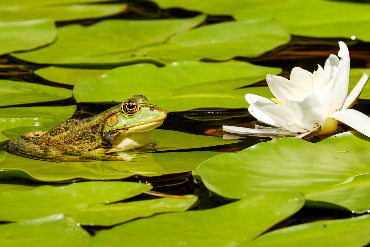 3-piece-aluminium-print-the-frog-and-the-water-lily