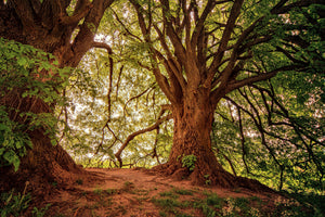 3-piece-canvas-print-in-the-dense-forest