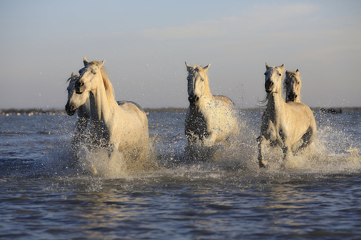poster-print-horses-in-the-sea