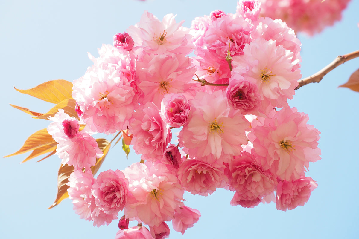 3-piece-aluminium-print-the-cherry-blossoms