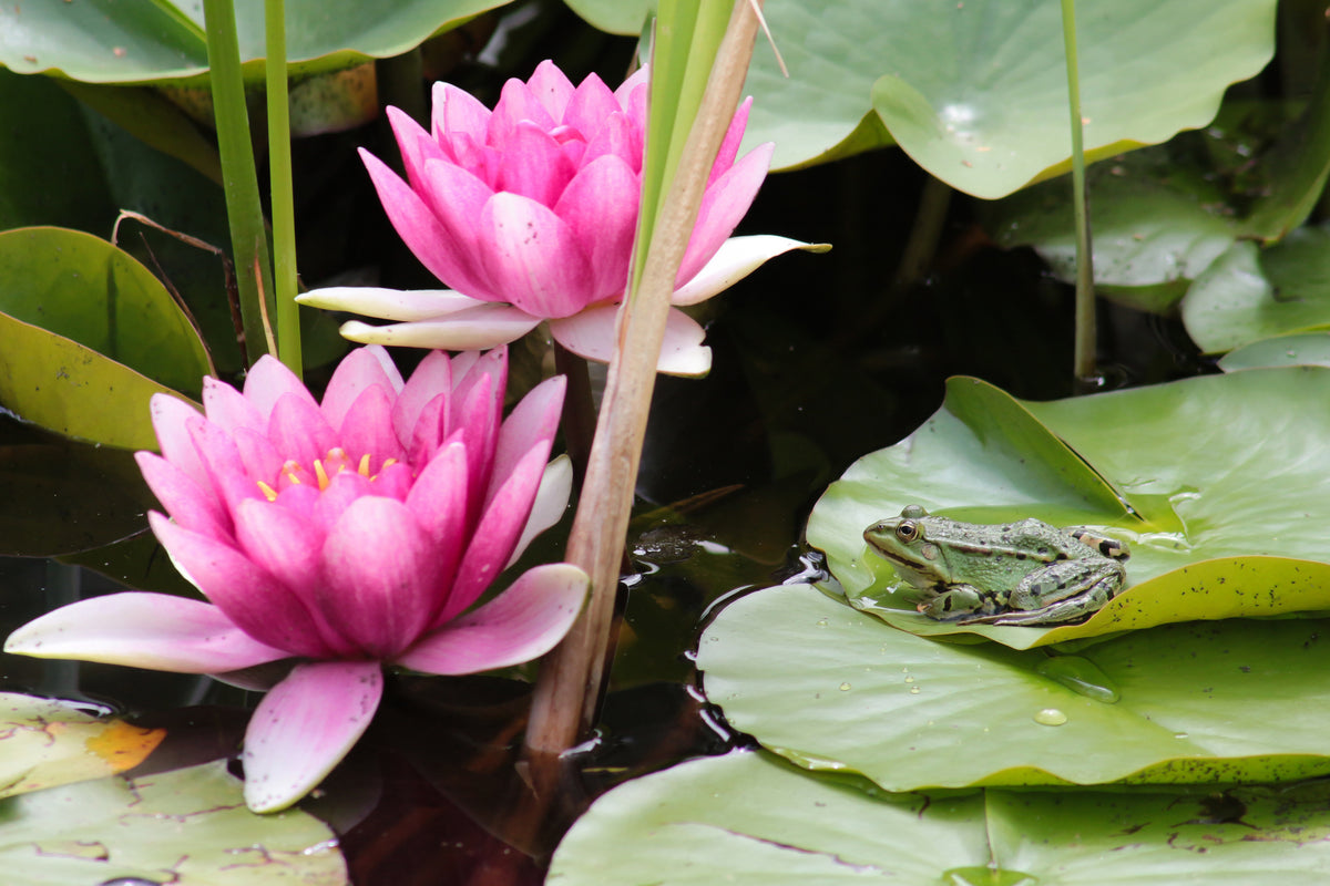 poster-print-the-frog-in-the-protection-of-water-lilies