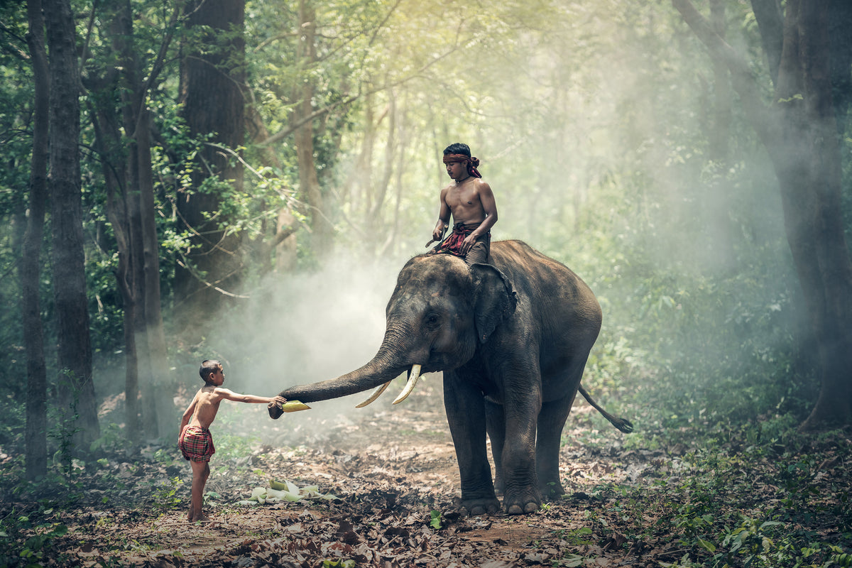 acrylic-print-the-elephant-at-work