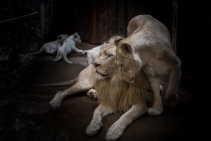 3-piece-aluminium-print-the-lion-couple