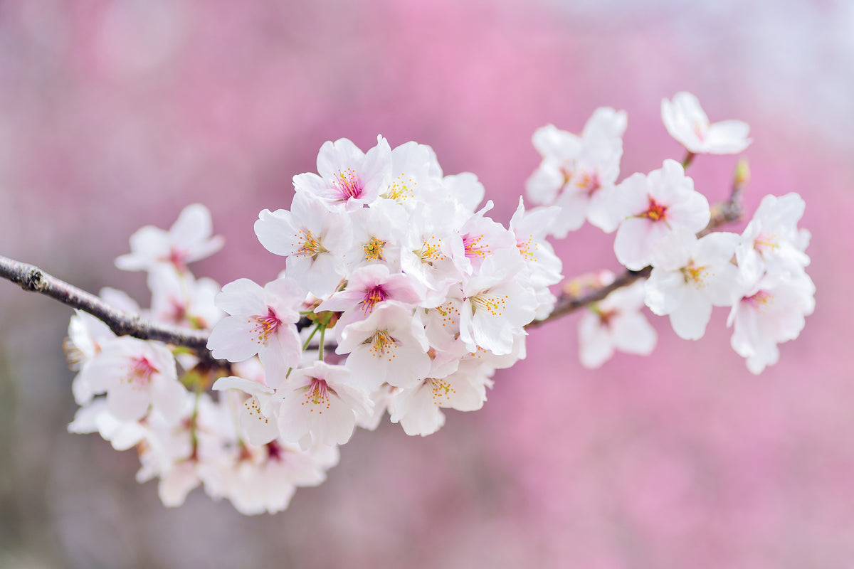 3-piece-aluminium-print-cherry-blossoms-xxl