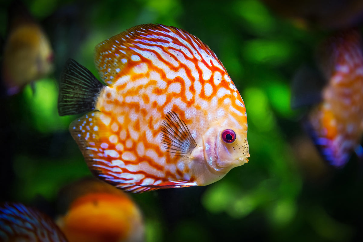 framedposter-print-the-discus-fish