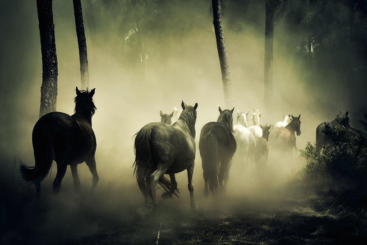 3-piece-aluminium-print-horses-in-the-forest