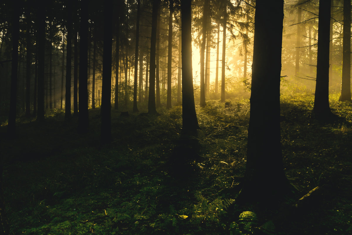 canvas-print-sunset-in-the-forest