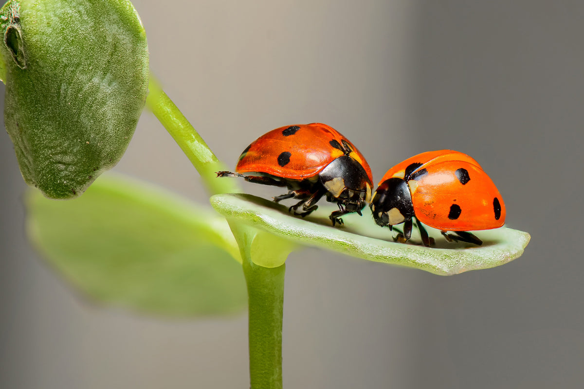 3-piece-acrylic-print-2-ladybirds