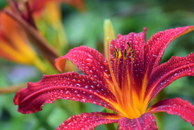 poster-print-lily-flower-in-pink-xl