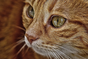 aluminium-print-close-up-cat39s-head