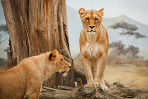 framedcanvas-print-lions-in-africa