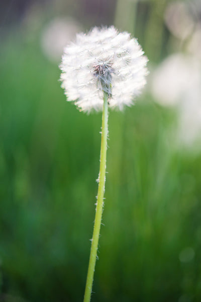 poster-print-dandelion