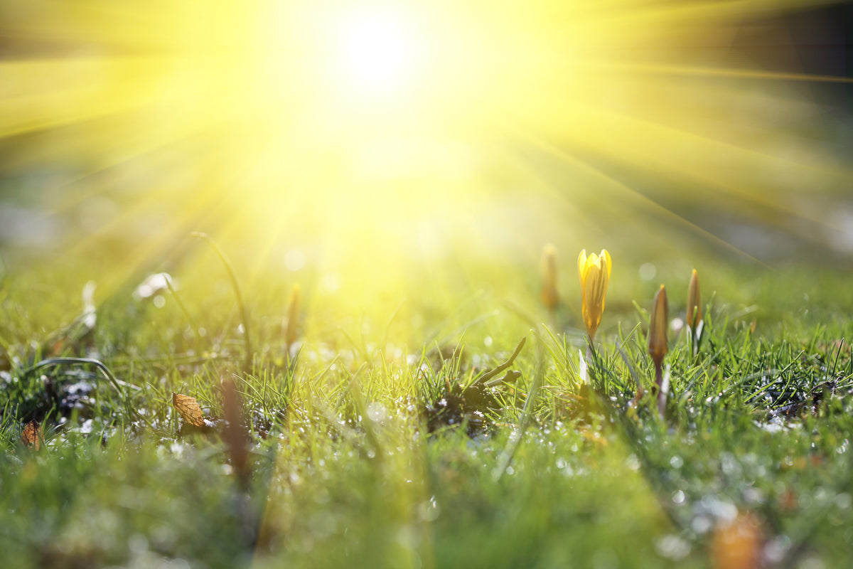 poster-print-flowery-meadow