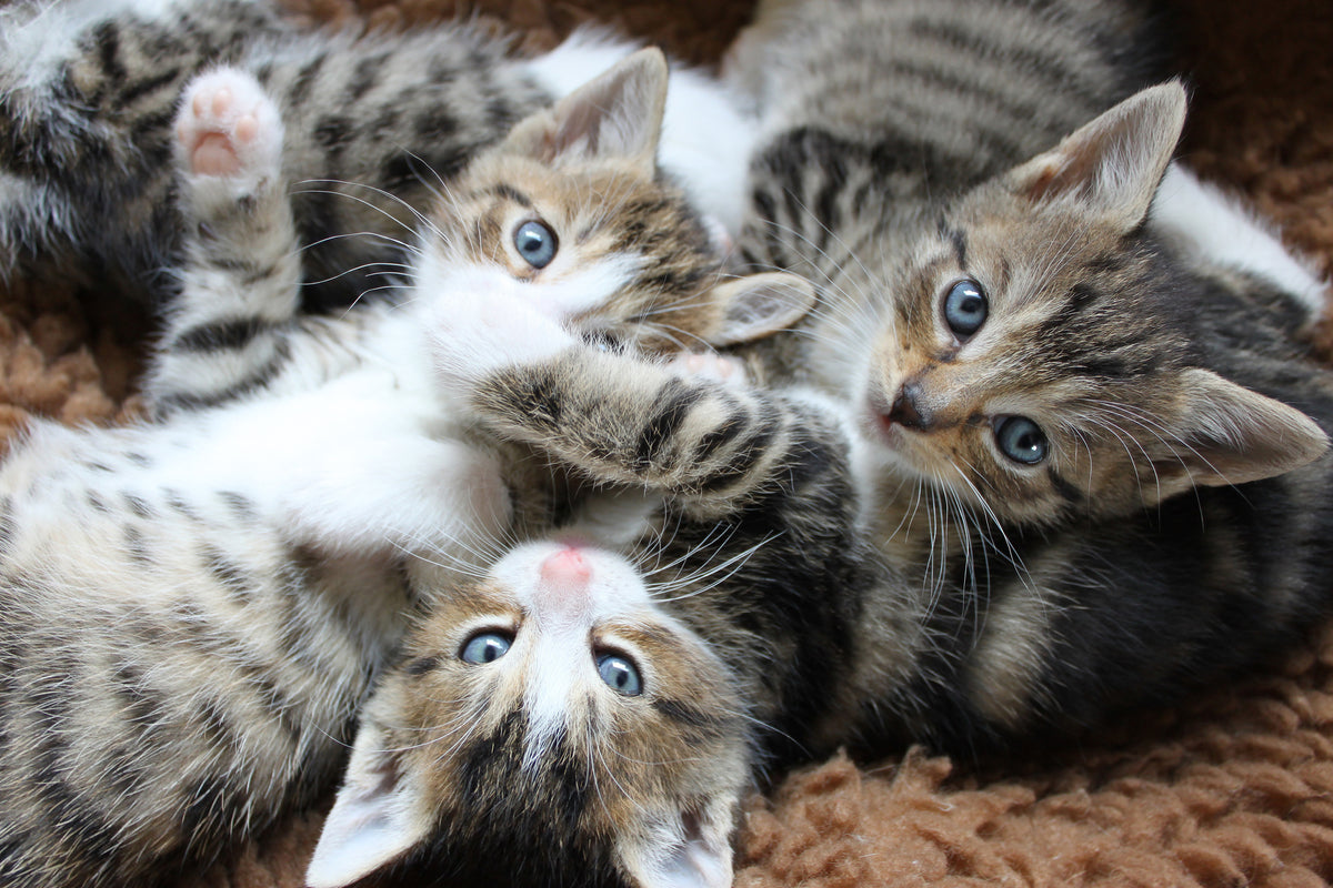 3-piece-canvas-print-many-kittens