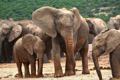 poster-print-elephant-herd-in-africa