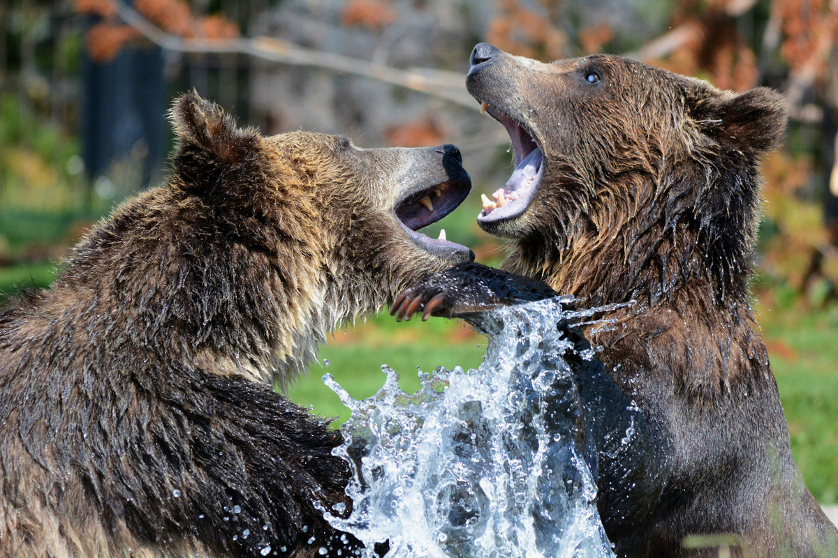 aluminium-print-grizzly-fight