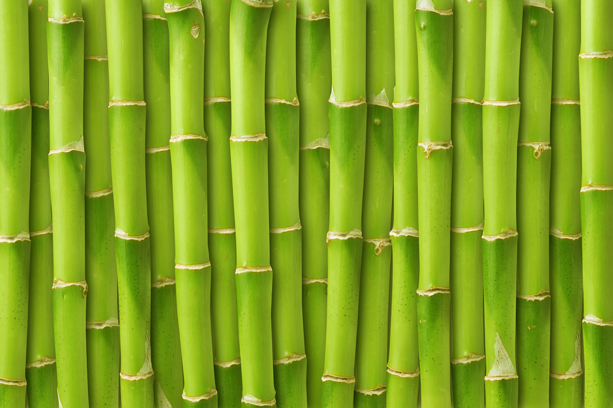 acrylic-print-bamboo-wall