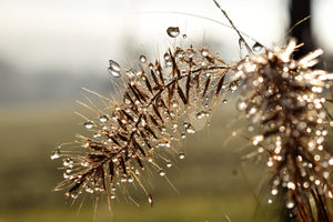 aluminium-print-drops-of-nature