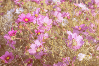 poster-print-the-jewelry-basket-cosmea