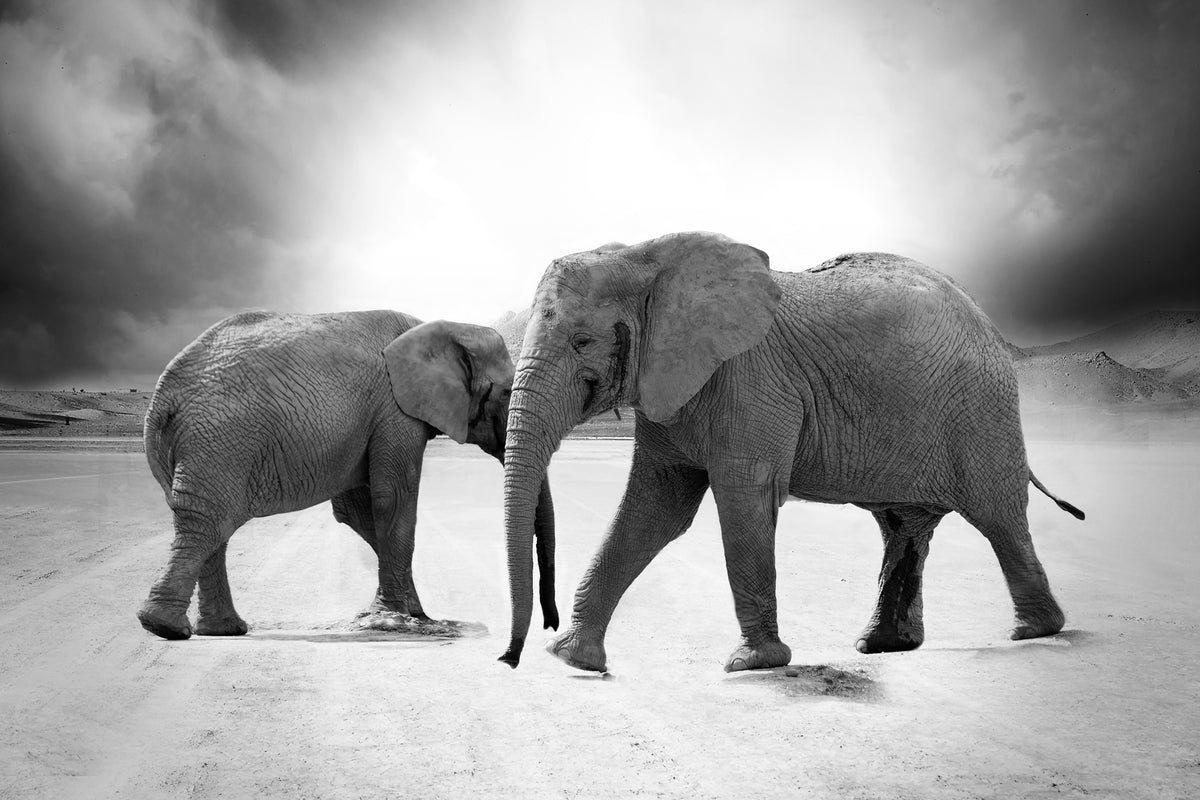 3-piece-canvas-print-2-elephants-sw