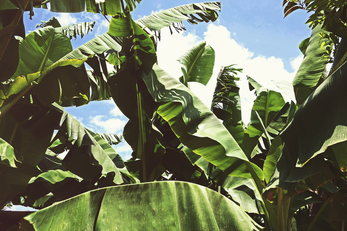 3-piece-canvas-print-in-the-middle-of-the-jungle