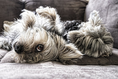 poster-print-2-cute-dogs