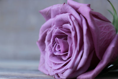 poster-print-rose-in-purple-xxl