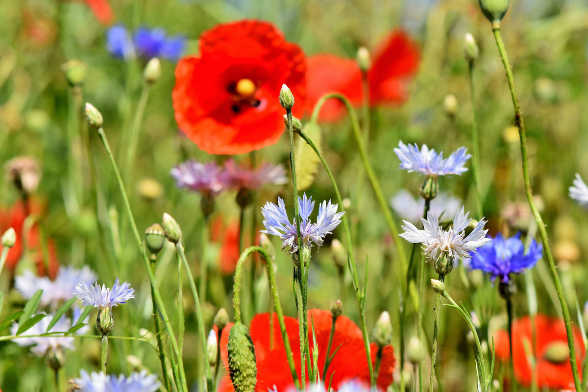 acrylic-print-the-wild-poppy-xl