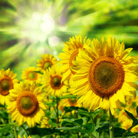 9-piece-canvas-print-the-sun-and-the-flowers
