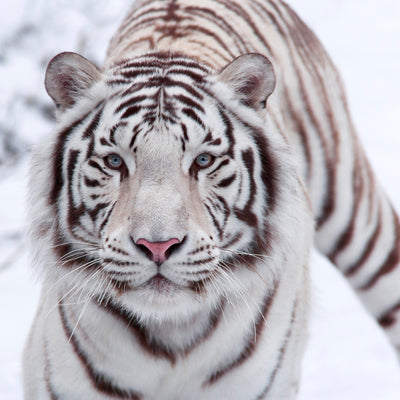 poster-print-the-king-tiger