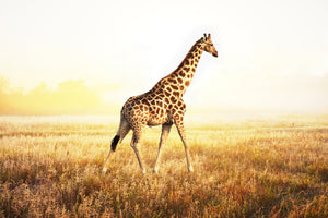 3-piece-acrylic-print-the-giraffe
